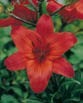 Lilium GRAN PARADISO